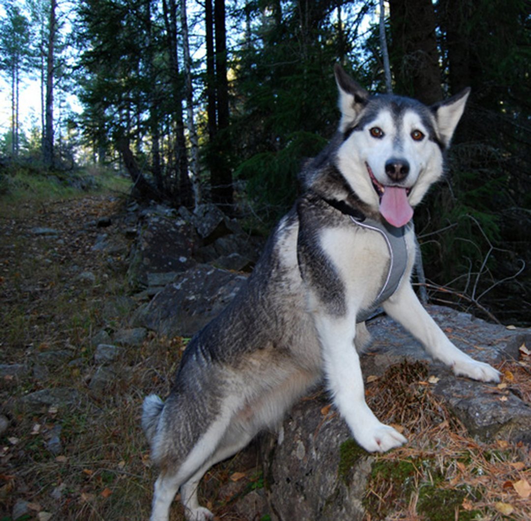 Yeşil-Mavi Kaliteli Köpek Göğüs Tasması